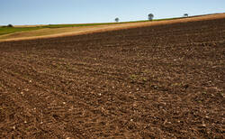 dsc8707_250x154_crop_478b24840a