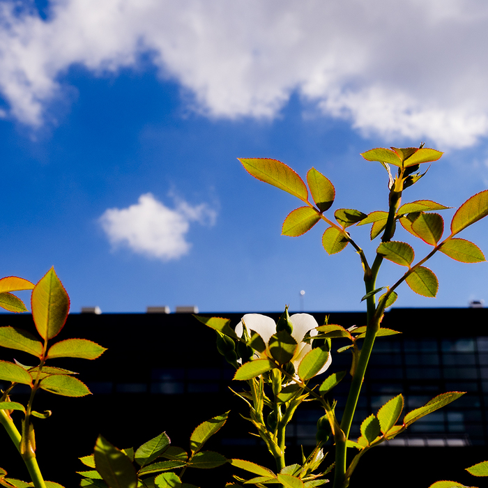 2622941-copy_700x700_crop_478b24840a